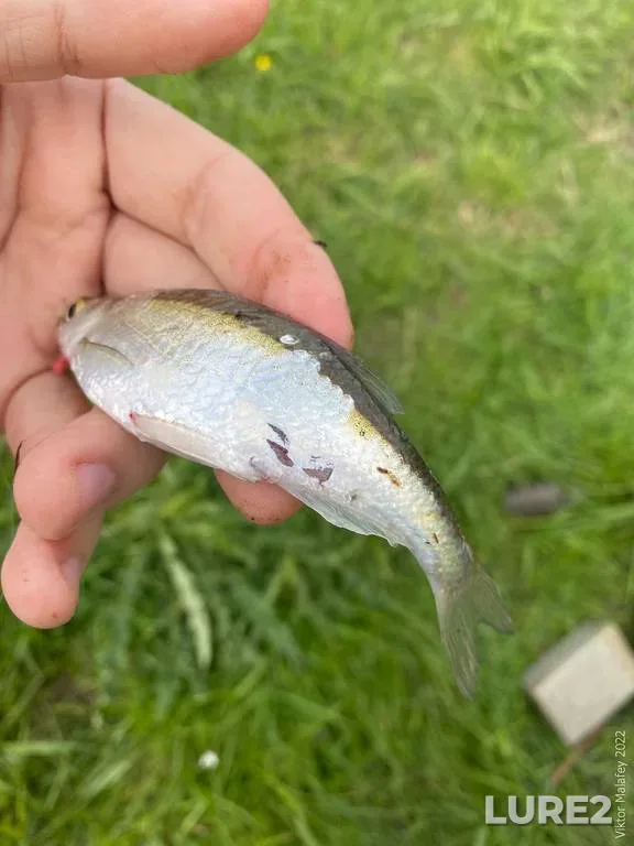 Bream, Roach — Vileyskoye, Feb 20, 2024