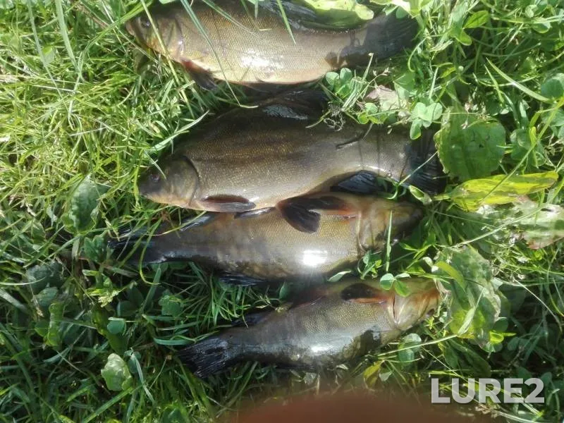 Tench — Lvіvska oblast, Jun 02, 2017