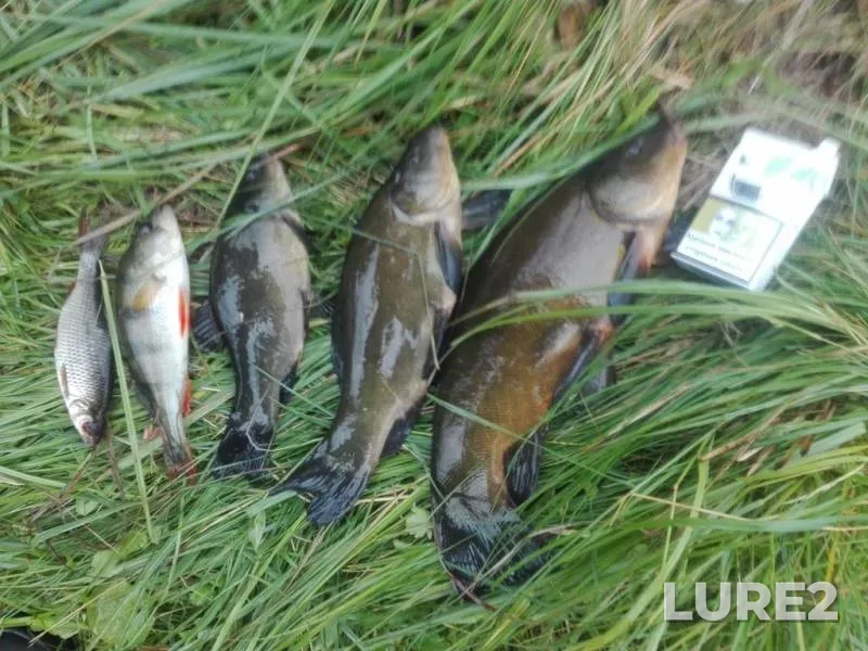 Perch, Roach — Lvіvska oblast, Jun 05, 2017