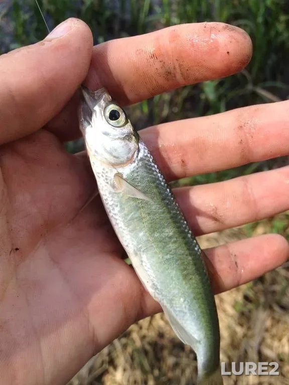 Perch, Pike — Drisvyata, Sep 13, 2018