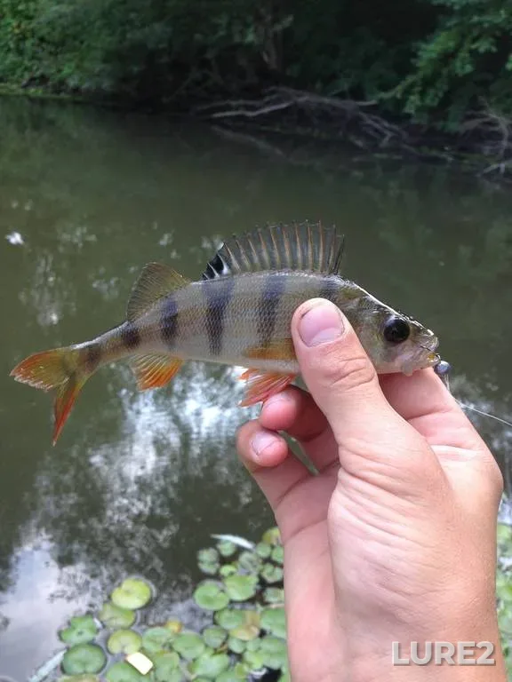 Perch, Pike — Buzhe, Oct 10, 2018