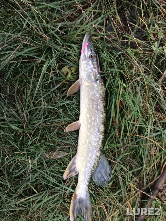 Pike — Rіvnenska oblast, Nov 20, 2017, 1:07 PM