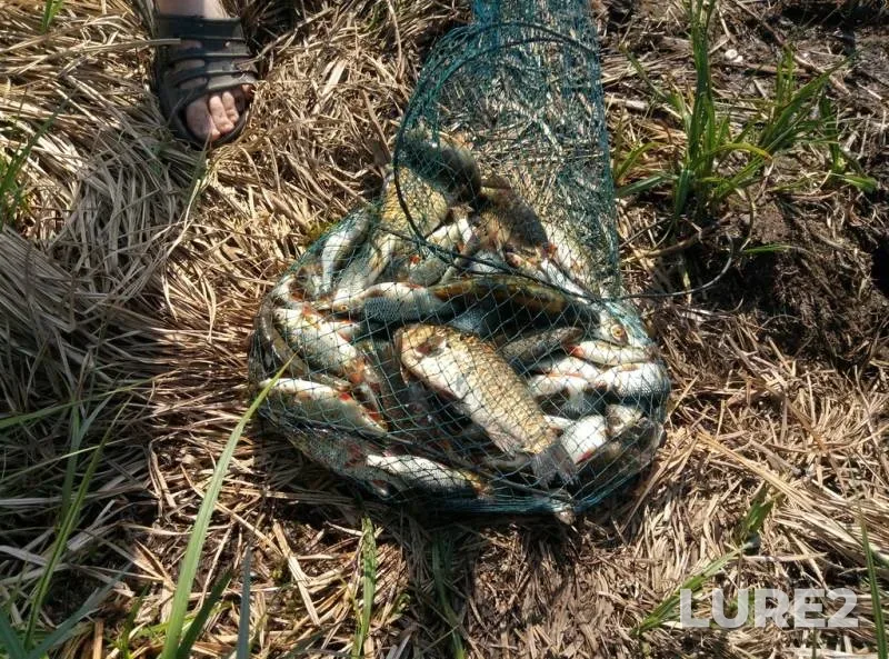 Crucian carp, Roach — Volinska oblast, May 06, 2017