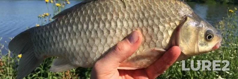 Tench — Berezhe, May 26, 2019