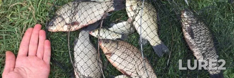 Bream — Sominka, Aug 16, 2023