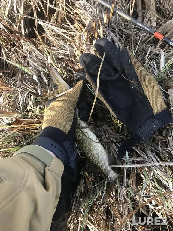Pike — Ikva, Apr 14, 2019, 10:21 AM
