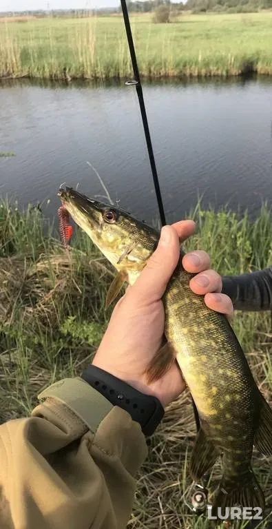 Pike — Ikva, May 02, 2019, 6:44 PM
