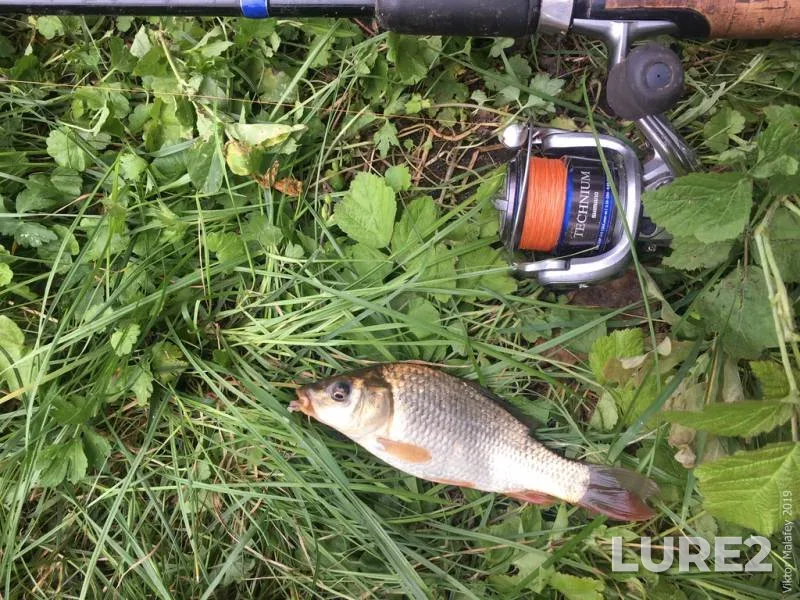 Crucian carp — Rіvnenska oblast, Jul 12, 2019, 2:38 PM