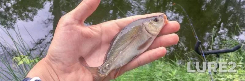 Carp — Rіvnenska oblast, Jul 12, 2019, 2:27 PM