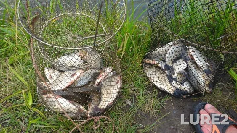 Pike, Roach — Strusto, Jul 03, 2018