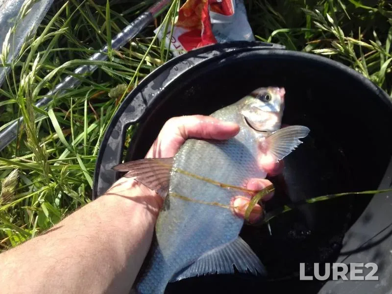 Bream — Volinska oblast, May 28, 2018, 9:01 AM