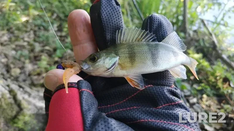 Perch — Ternopіlska oblast, Sep 06, 2020, 11:13 AM