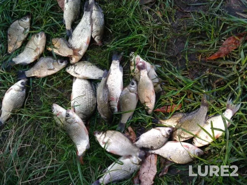 Crucian carp — Rіvnenska oblast, Aug 16, 2017