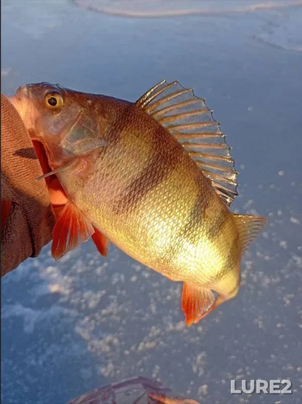 Perch — Leningradskaya oblast, Mar 06, 2024, 3:01 PM