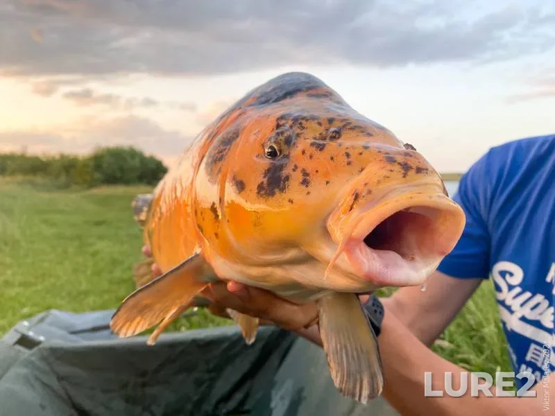 Carp — Lvіvska oblast, Jun 20, 2021, 9:06 PM