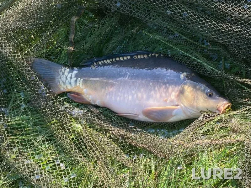 Carp — Lvіvska oblast, Jun 20, 2021, 6:25 PM