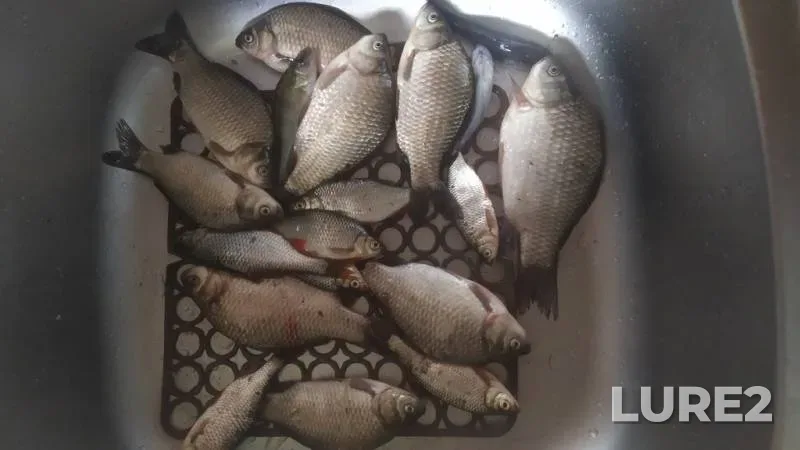 Bream, Roach — Obsterno, Jul 24, 2021