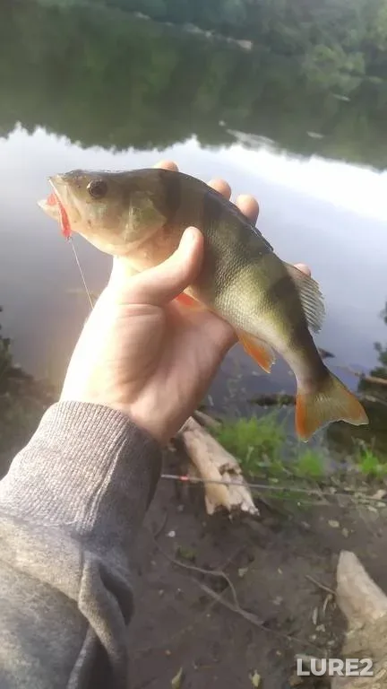 Perch — Vіnnitska oblast, Jun 25, 2021, 8:07 PM