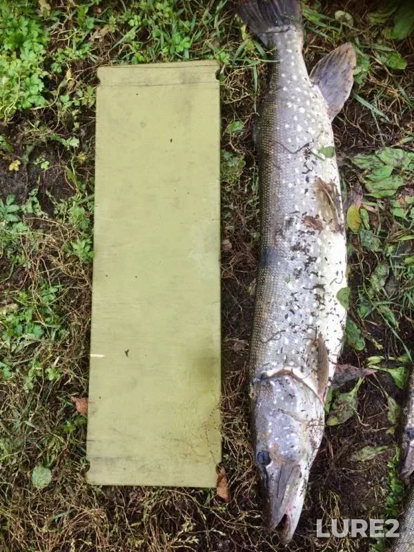 Pike — Bezenchuk, Oct 13, 2019