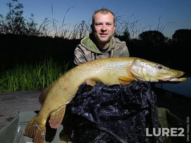 Pike — Zhitomirska oblast, Jun 10, 2020, 4:04 AM