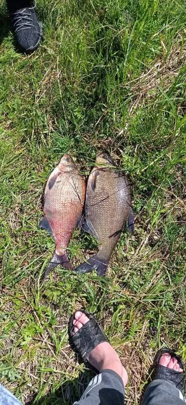 Лещ