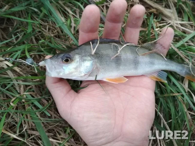 Perch — Rіvnenska oblast, Apr 17, 2018, 7:16 AM
