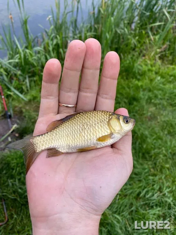 Crucian carp — Rіvnenska oblast, Jun 17, 2022, 9:23 AM