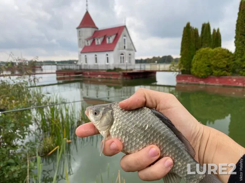Crucian carp — Putilovka, Sep 27, 2022, 12:55 PM