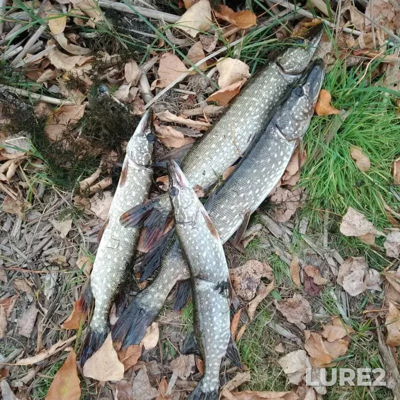 Pike — Lugovoy ruchey, Sep 29, 2019
