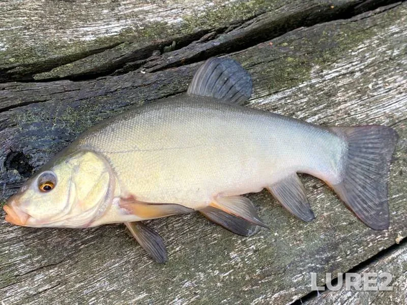Tench — Putilovka, Sep 20, 2022, 2:55 PM