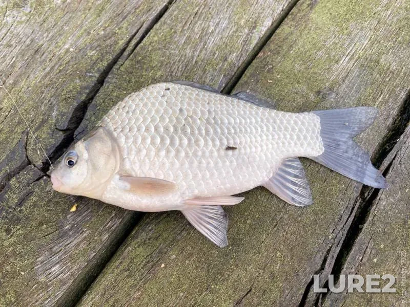 Crucian carp — Putilovka, Sep 21, 2022, 10:07 AM