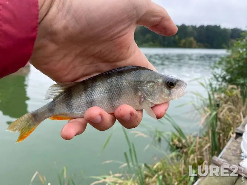 Perch — Putilovka, Sep 21, 2022, 11:11 AM