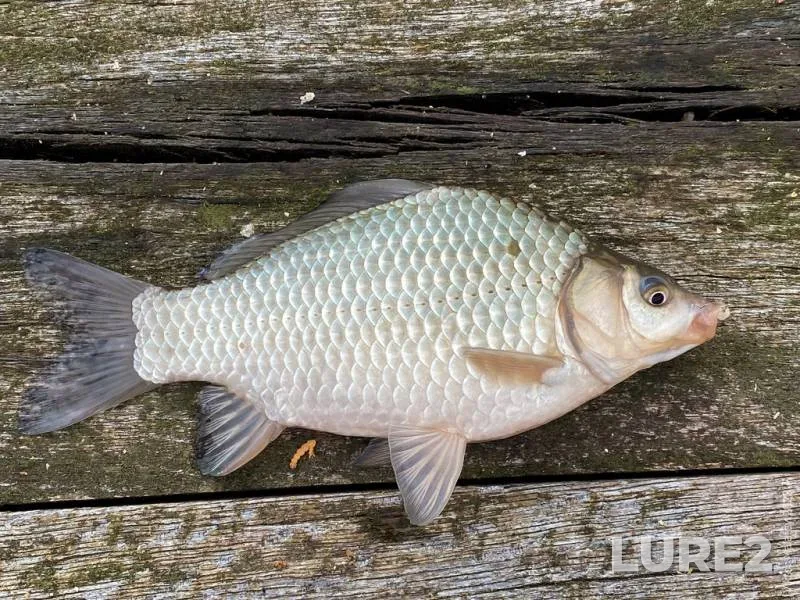 Crucian carp — Putilovka, Sep 23, 2022, 12:20 PM