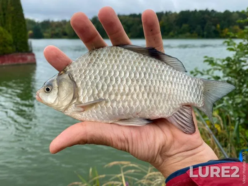 Crucian carp — Putilovka, Sep 23, 2022, 10:06 AM