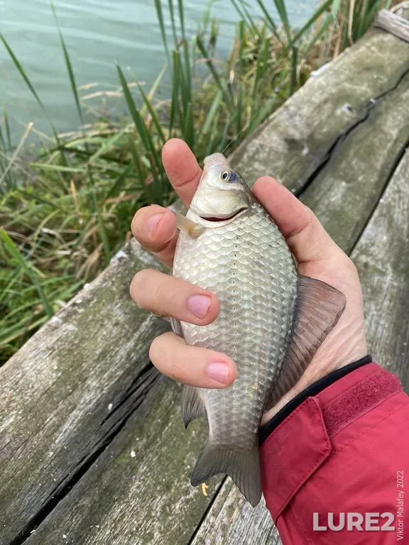 Crucian carp — Putilovka, Sep 23, 2022, 11:51 AM