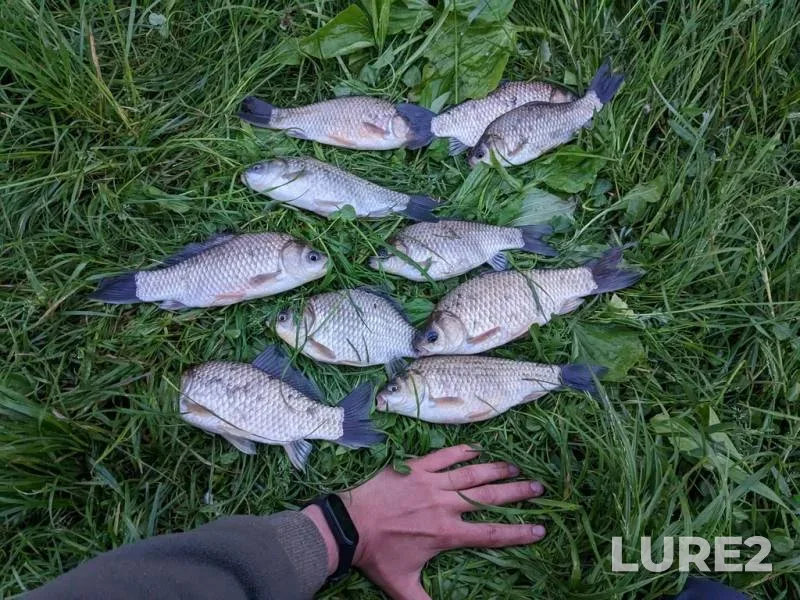 Crucian carp — Rіvnenska oblast, May 25, 2023