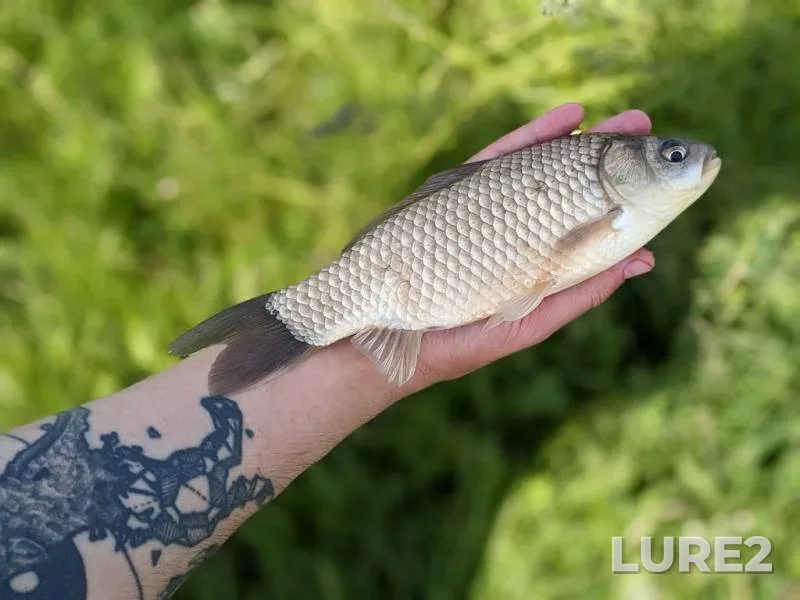 Crucian carp — Rіvnenska oblast, May 25, 2023, 11:58 AM