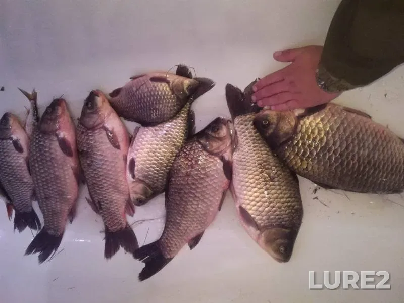 Crucian carp — Vetlyanskoye, Sep 20, 2019