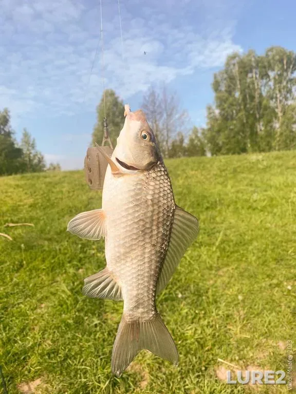 Crucian carp — Rіvnenska oblast, May 20, 2023, 9:07 AM