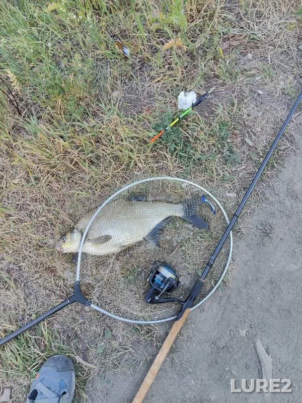 Bream — Dudergofskiy kanal, Jun 15, 2023