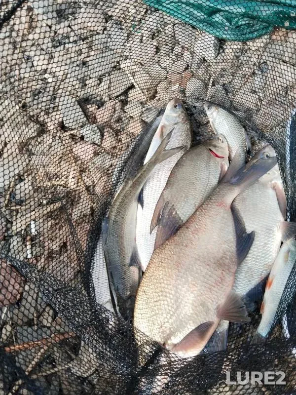 Bream, Roach — Morskoy kanal, Apr 10, 2024