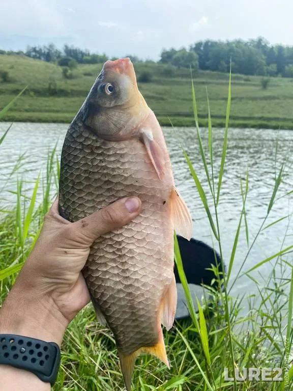 Bream, Ide — Irtysh, Jul 28, 2023
