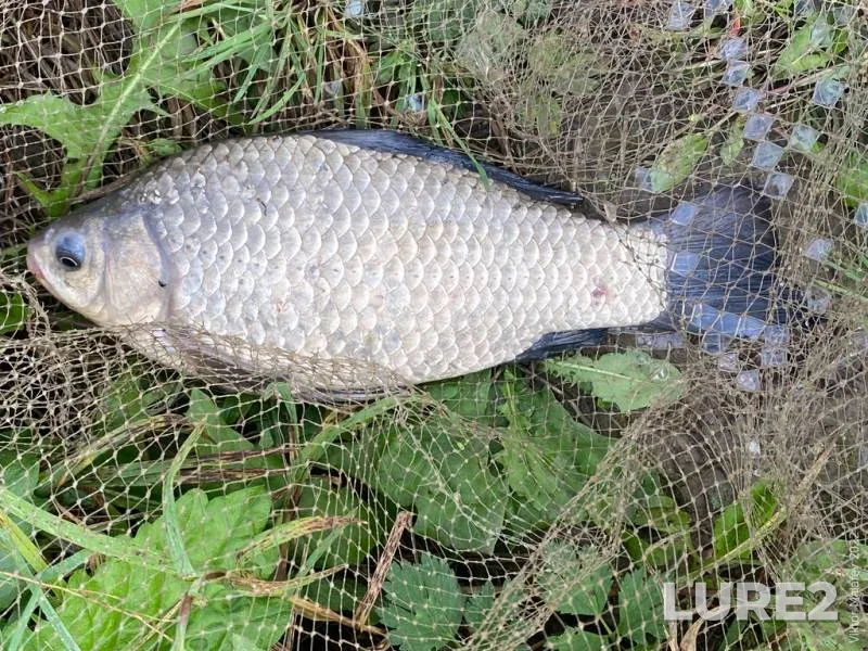 Roach, White bream — Lesnaya Pravaya, Oct 01, 2023