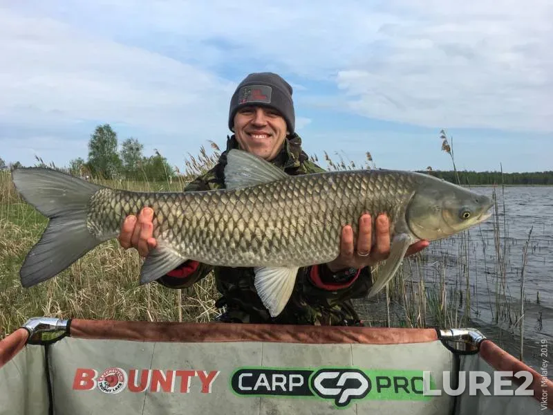 Grass carp — Volinska oblast, May 01, 2019, 9:43 AM