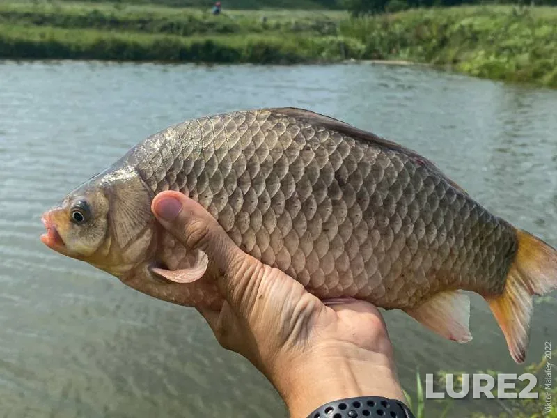 Carp — Akhtuba, Feb 21, 2024