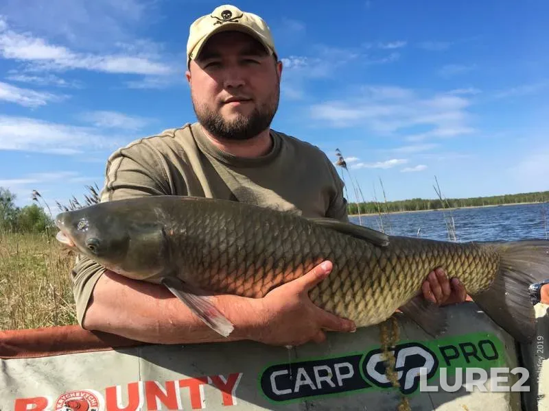 Grass carp — Volinska oblast, May 01, 2019, 3:41 PM