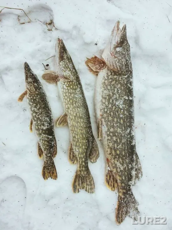 Pike — Roshino, May 06, 2023