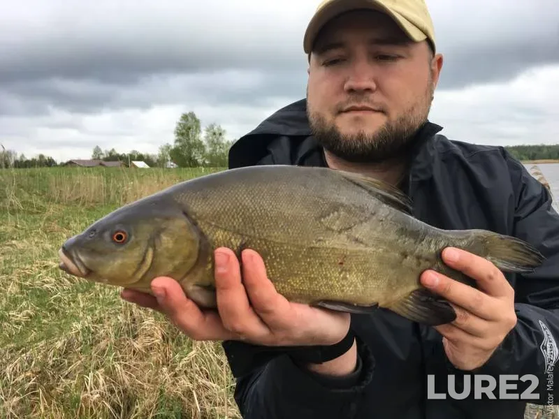 Roach, White bream — Brestskaya oblast, Nov 03, 2023