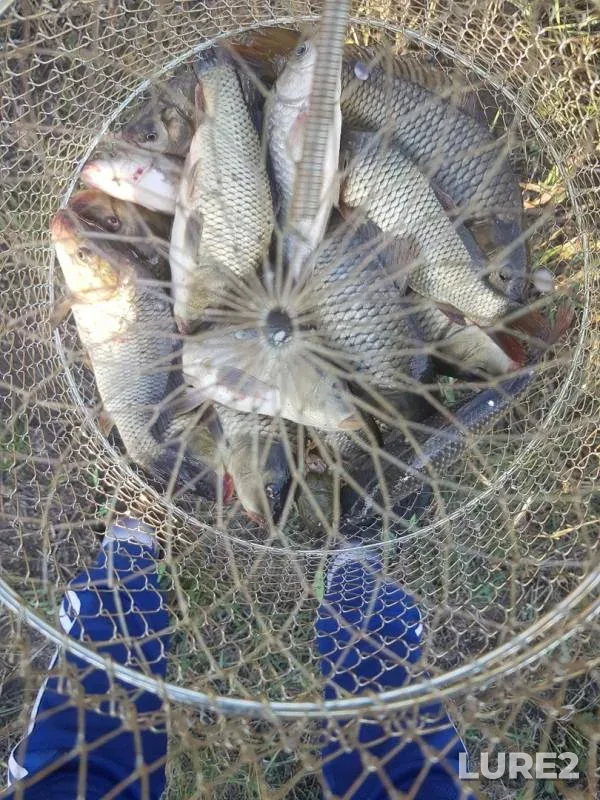Carp — Samarskaya oblast, Sep 12, 2019