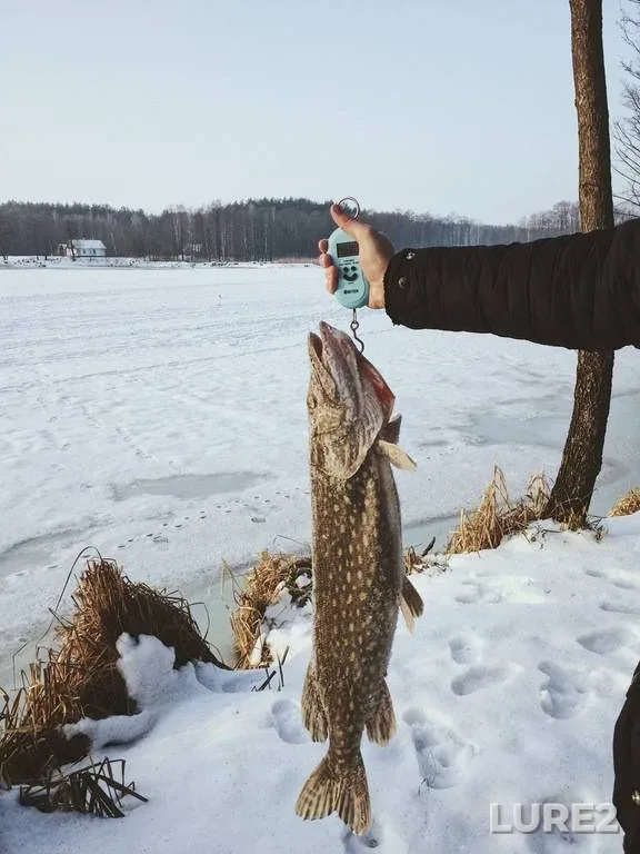 Pike — Ternopіlska oblast, Jan 24, 2017, 9:00 AM